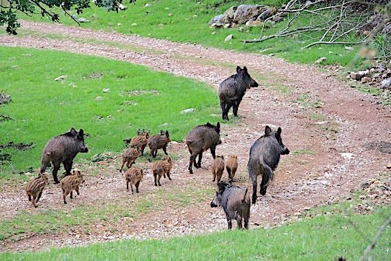 ALERTE SANGLIERS - Les battues intensifiées dans le Gers